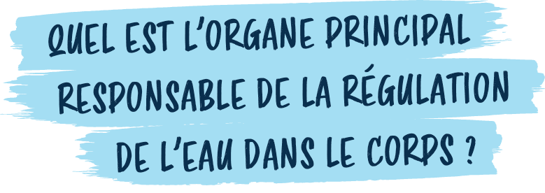de l’eau dans le corps 