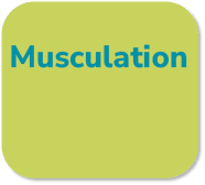 Musculatio