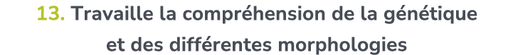 13. Travaille la compr hension de la g n tique et des diff rentes morphologies