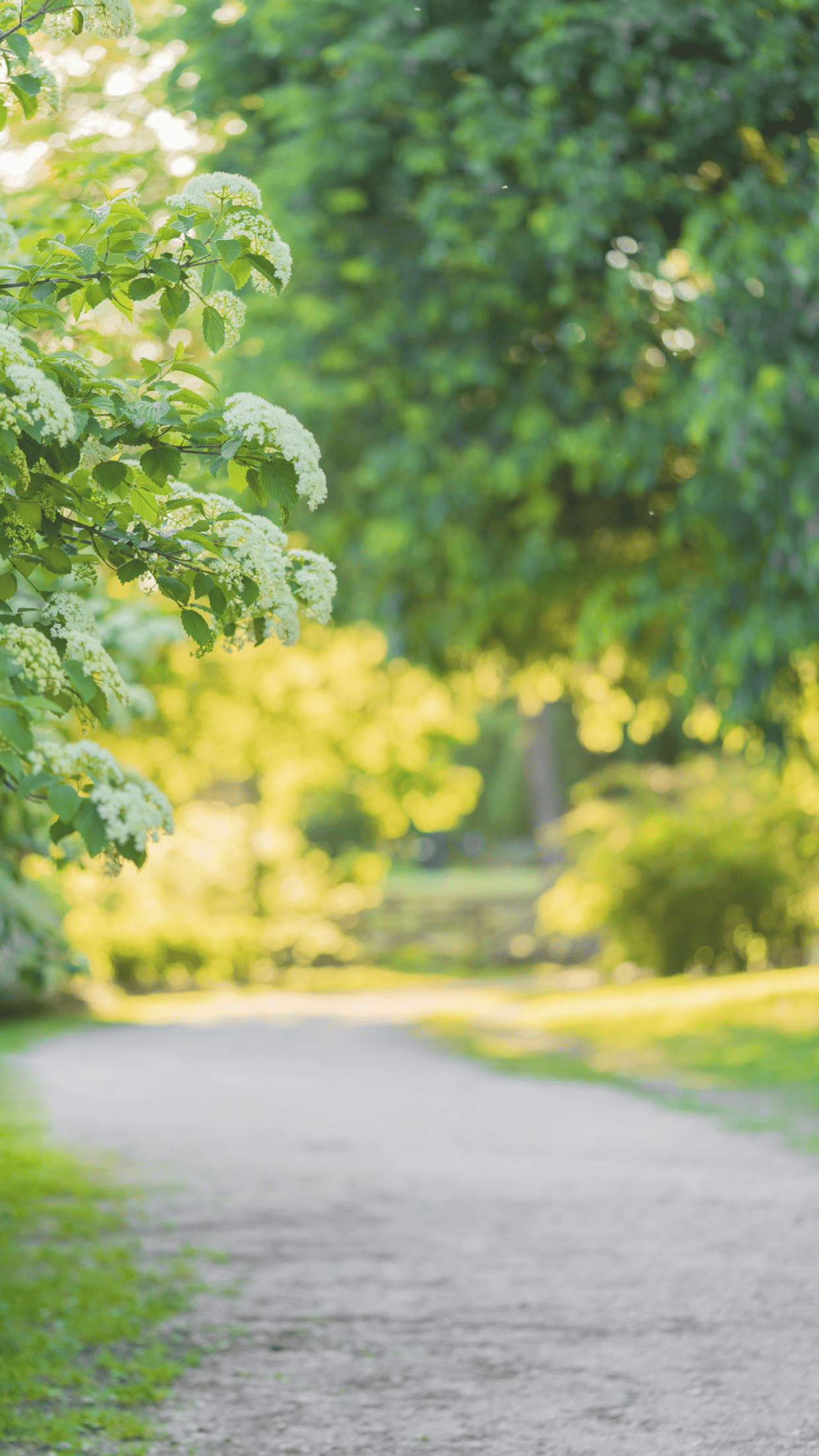 White beautiful blooming flowers in the spring sunny day in the park. Pathway on background